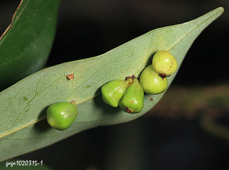 QP߷ Daphnephila sueyenae