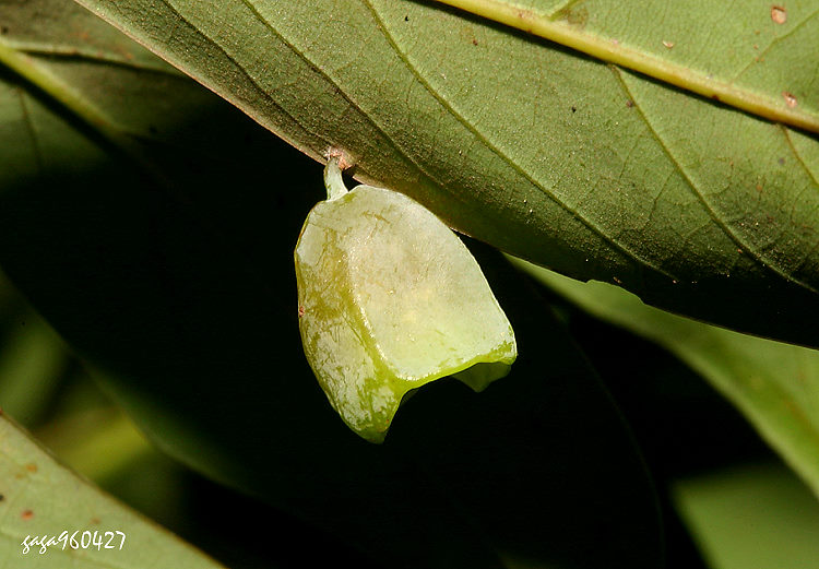 ߷ Daphnephila urnicola