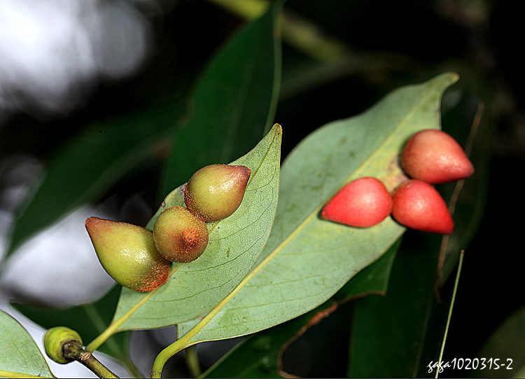 xW߷ Daphnephila taiwanensis