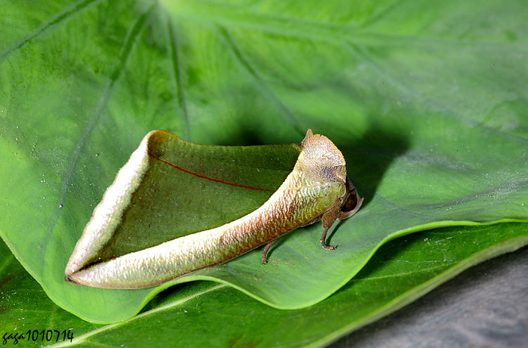 vn Eudocima salaminia