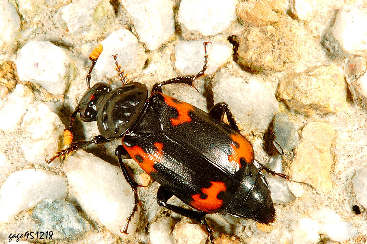 I Nicrophorus nepalensis