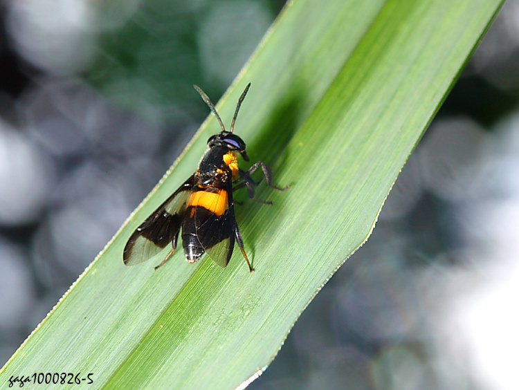  ﴳj Chrysops grandis 