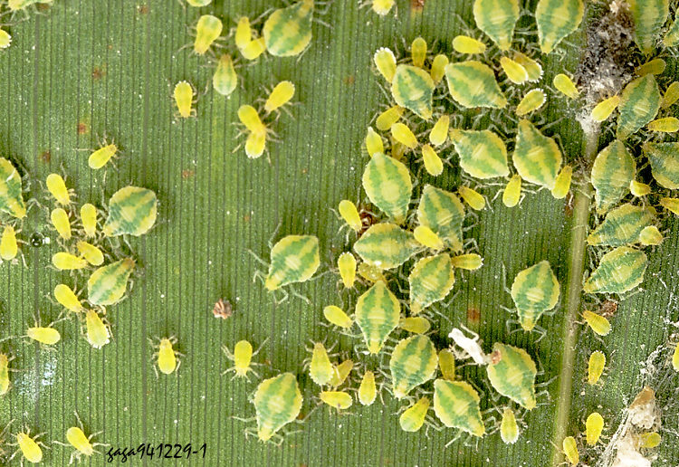 ˸H Astegopteryx bambusifoliae