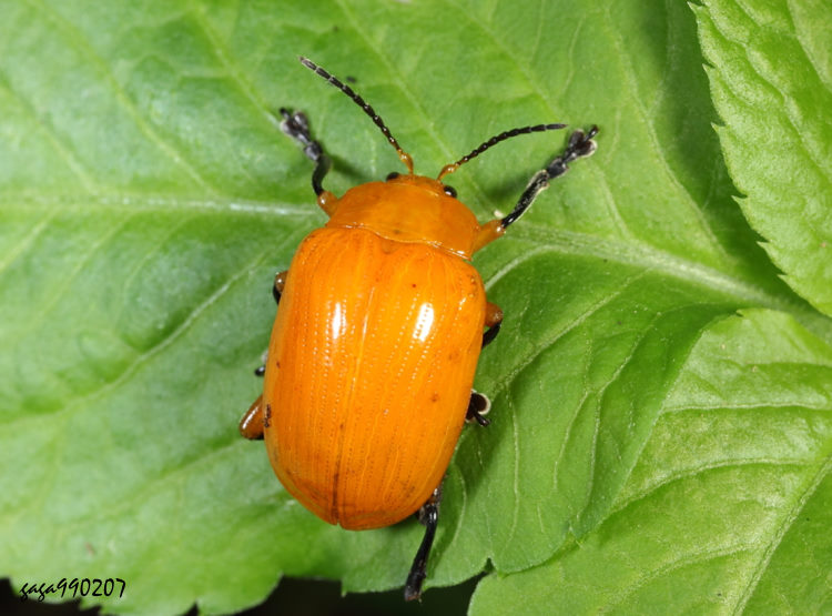 jD Podontia lutea 