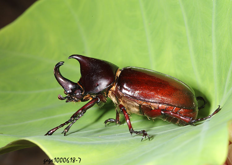 VWP Xylotrupes mniszechii tonkinensis 