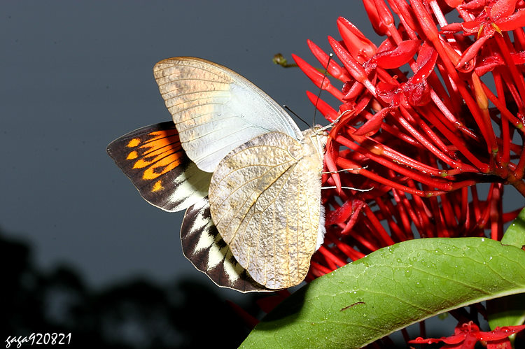 ݬ Hebomoia glaucippe formosana