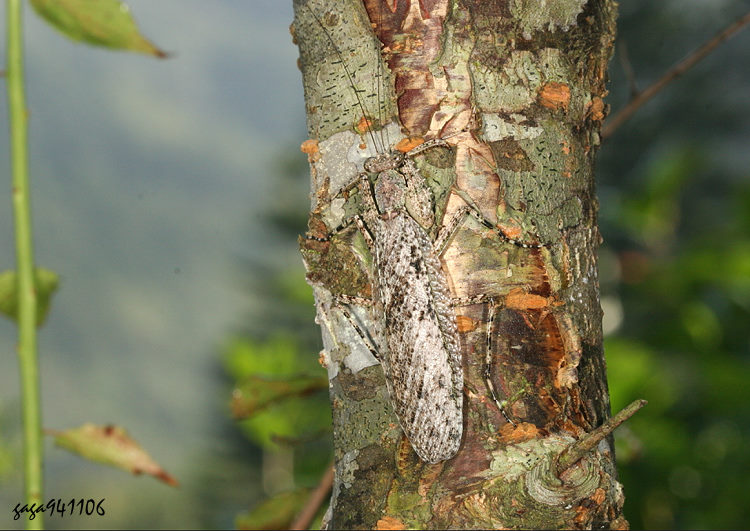  Theopompa ophthalmica