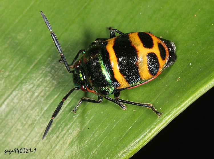 ±R Chrysocoris fascialis