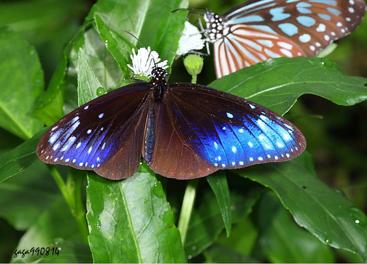  ݵ Euploea mulciber 