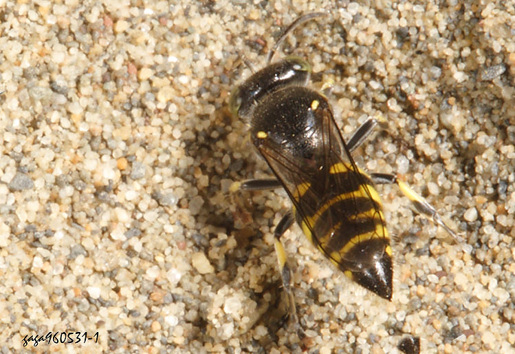 沙大唇泥蜂屬 Bembecinus sp.