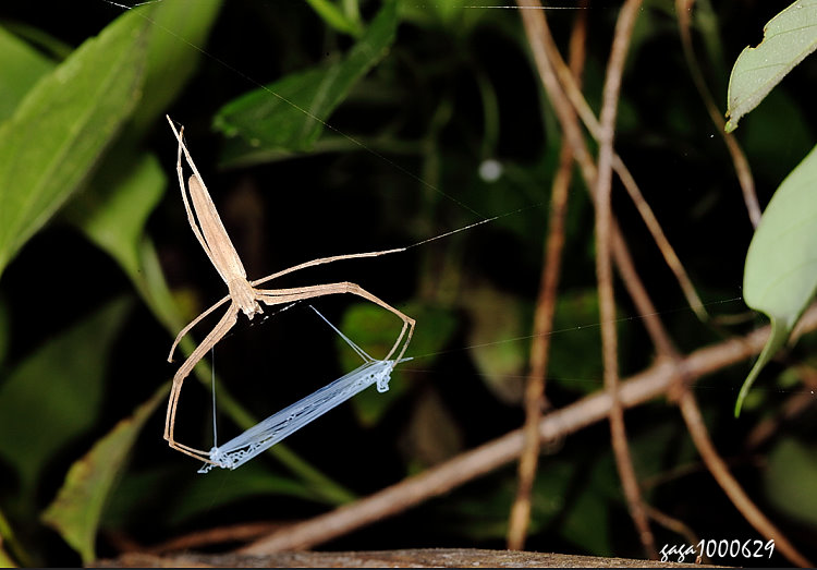  Deinopis sp. 