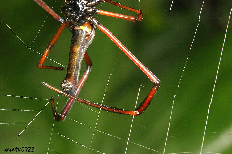   Nephila pilipes 