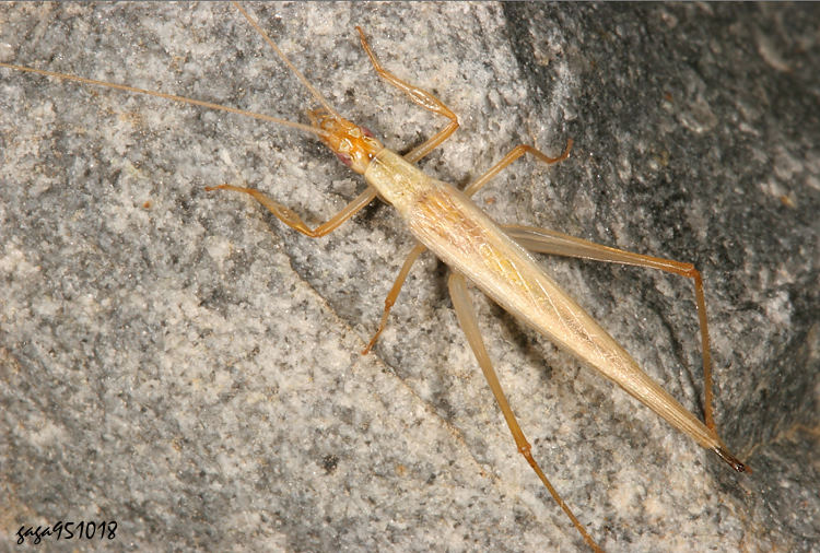  Oecanthus longicauda  