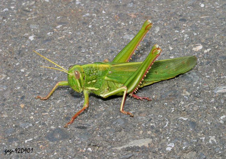 xWj Chondracris rosea