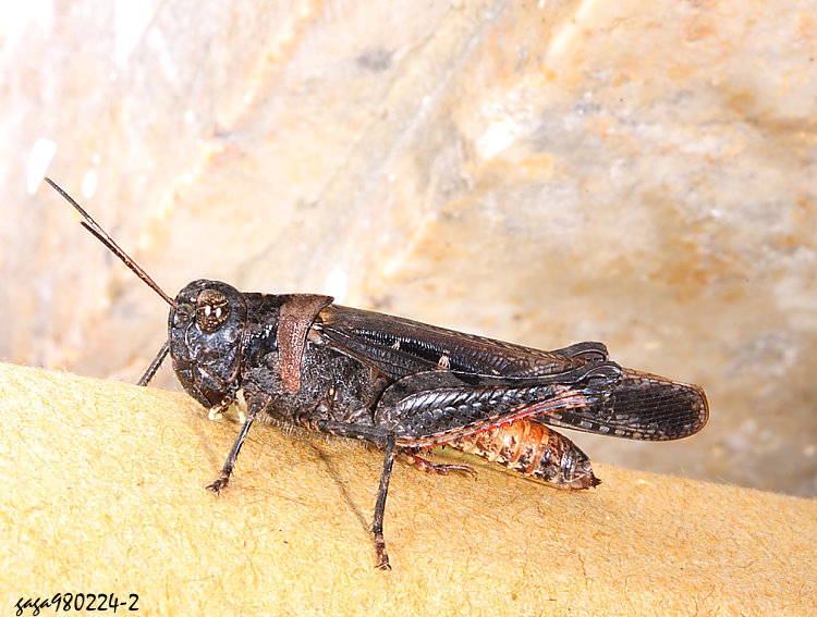 赤脛異距蝗 Heteropternis  rufipes