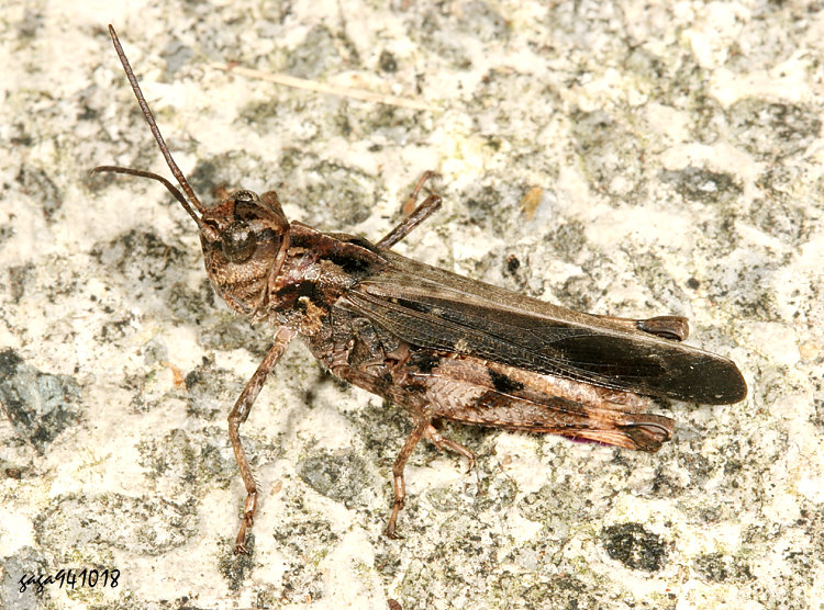 OWp Oedaleus formosanus 