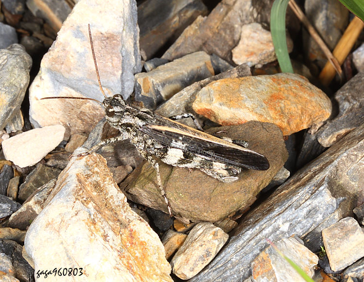 黃脛小車蝗 Oedaleus infernalis