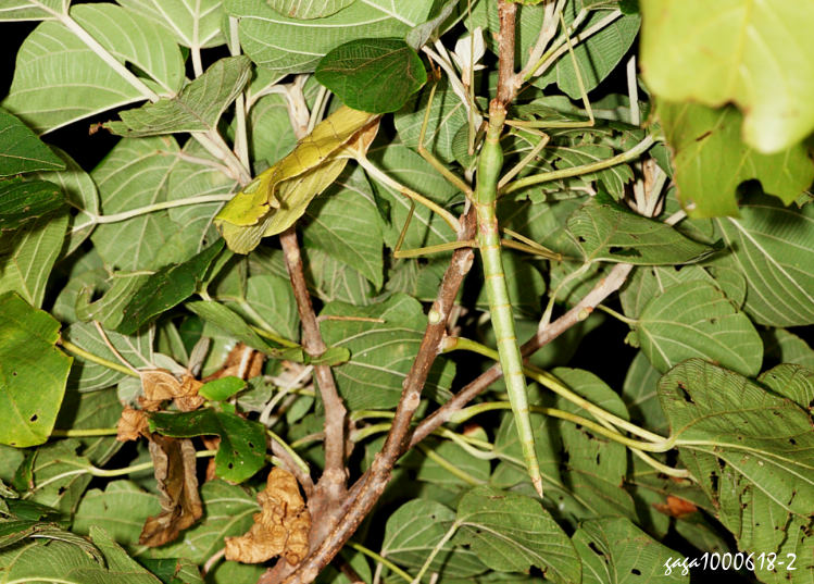 ݦ˸` Phasmotaenia lanyuhensis