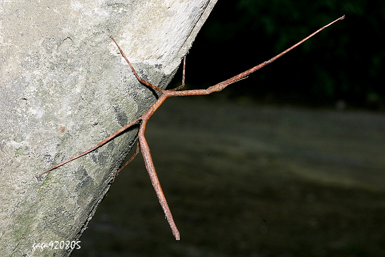 xWuz˸` Ramulus formosanus