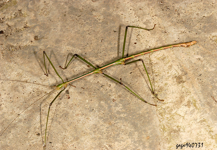 ֦˸`  Phraortes bicolor