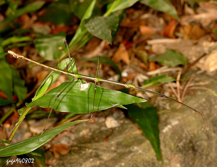 ֦˸`  Phraortes bicolor 