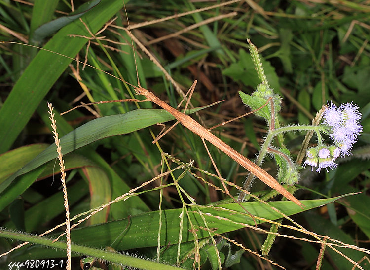 ֱ˸`  Sipyloidea sipylus