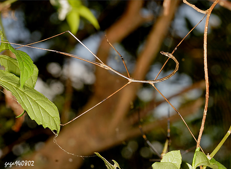 台北長肛竹節蟲 Entoria taihokuensis