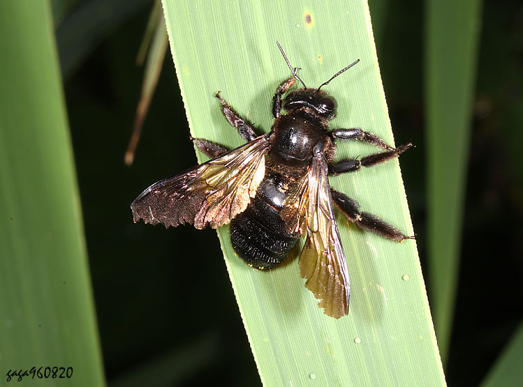 lְ Xylocopa tranquebarorum 