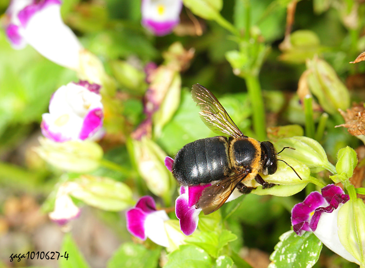 ջa Xylocopa collaris 