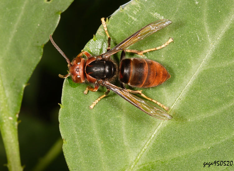 }Y Vespa velutina