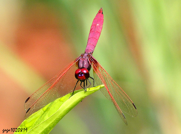  Trithemis aurora 