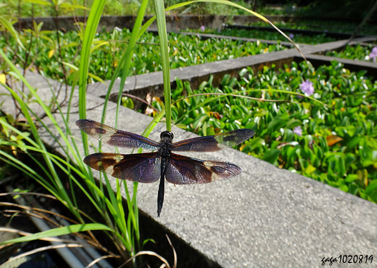 Ŷ»f Rhyothemis regia regia 