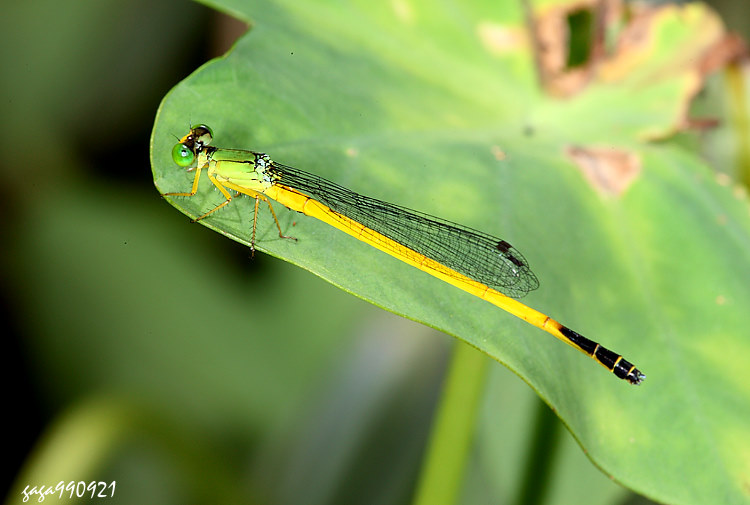 Ceriagrion fallax fallax