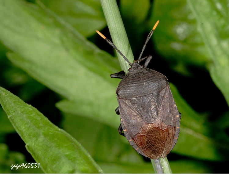 ϶H Coridius chinensis