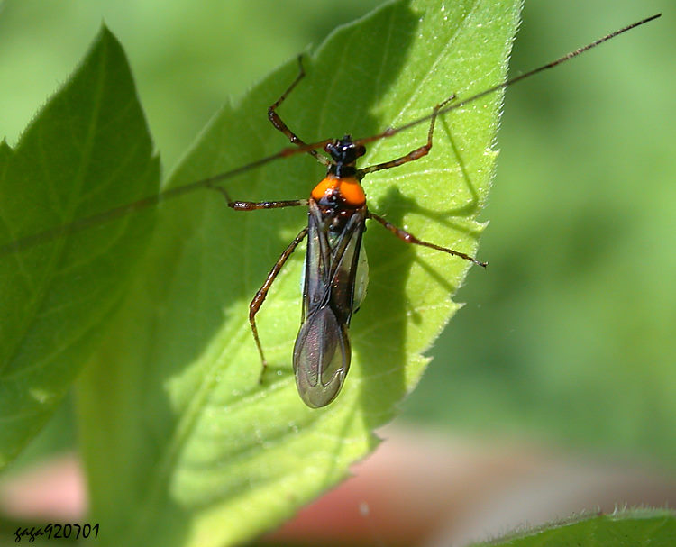 ϶H Helopeltis fasciaticollis 