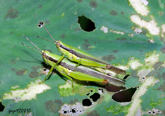 _ Gesonula punctifrons