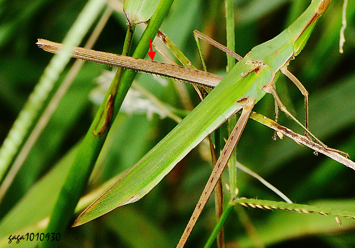  Acrida cinerea