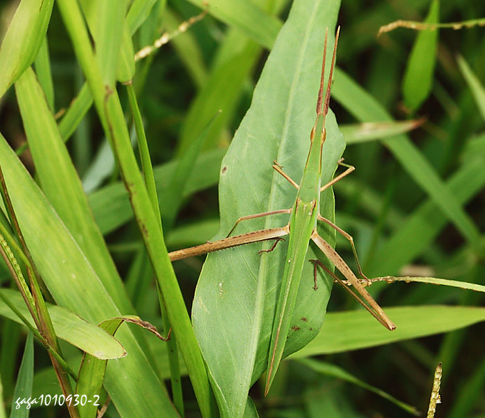 ؼC Acrida cinerea