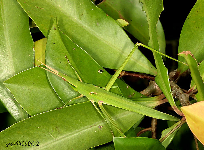 C Acrida sp.  