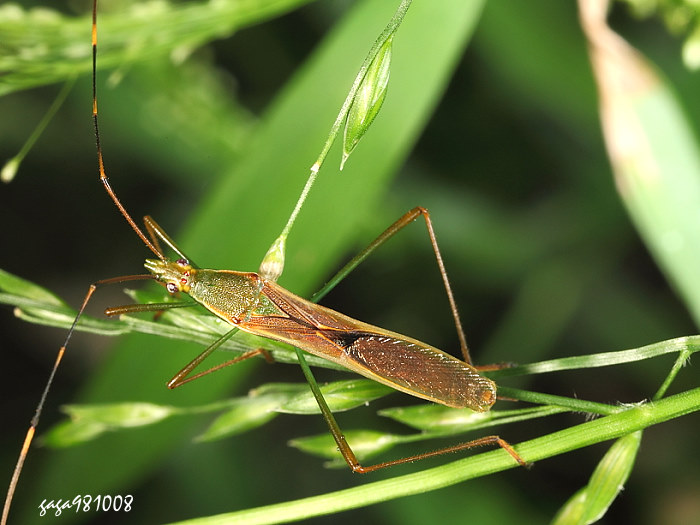 ݵt϶H Leptocorisa acuta