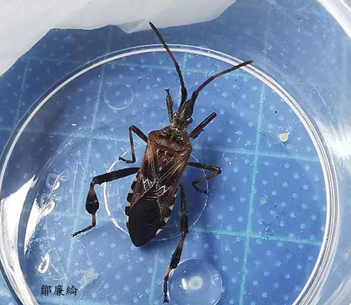 t Leptoglossus occidentalis