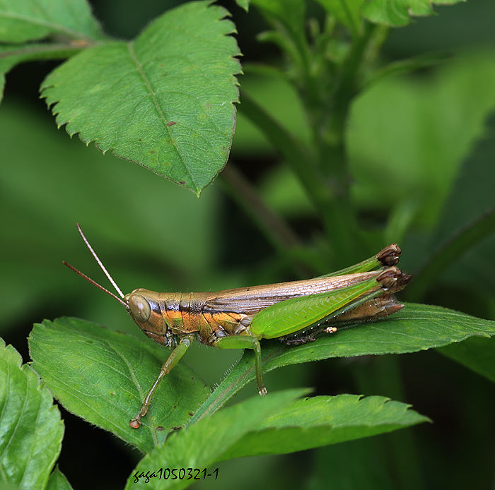 饻_ Oxya japonica