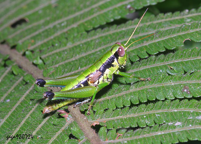 xWF Sinopodisma formosana