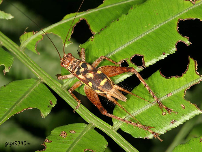  Cardiodactylus guttulus 