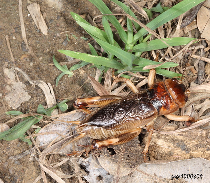 xWj Brachytrupes portentosus 