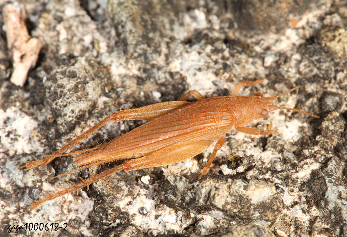 褐額長鬚蟋蟀 Aphonoides fuscirostris 