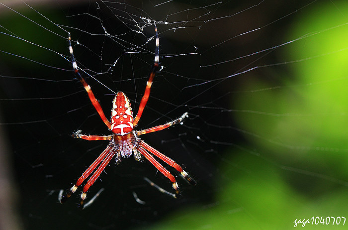 Argiope ocula