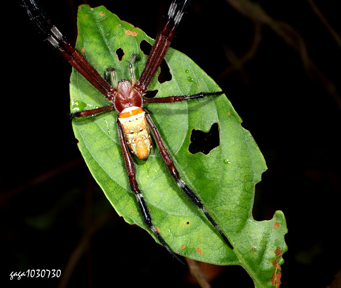 Argiope ocula 