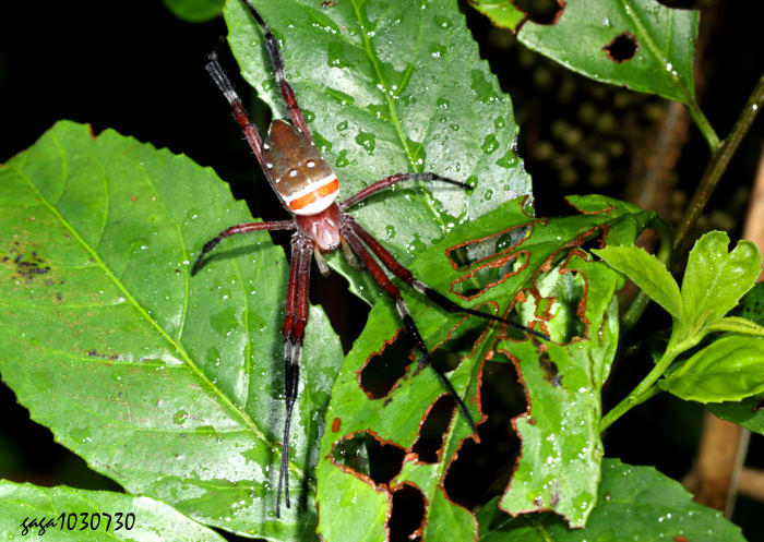 I Argiope ocula 