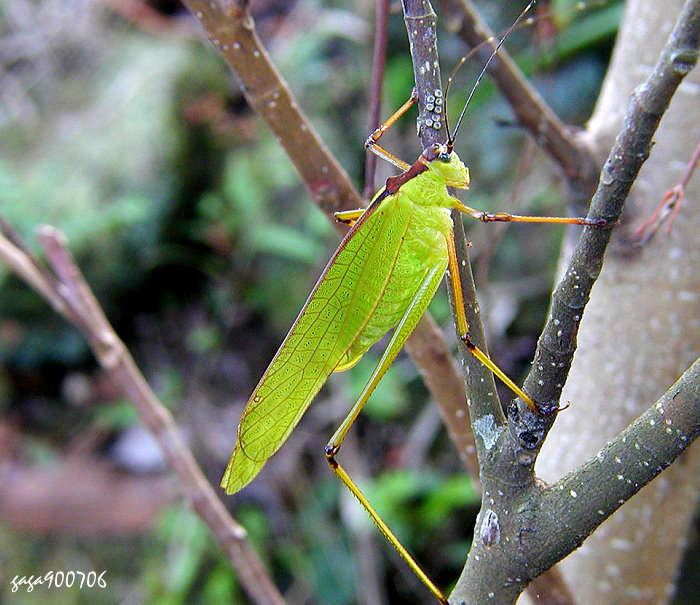 ůS Hemielimaea formosana